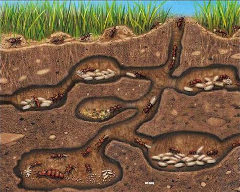 地球環境科學 螞蟻的窩